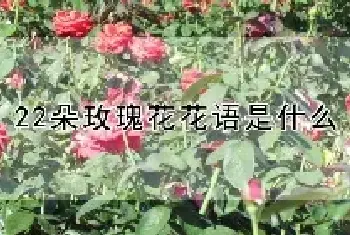 22朵玫瑰花花语是什么