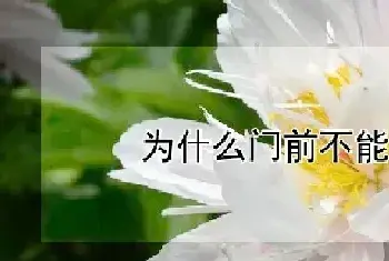 为什么门前不能栽芍药花