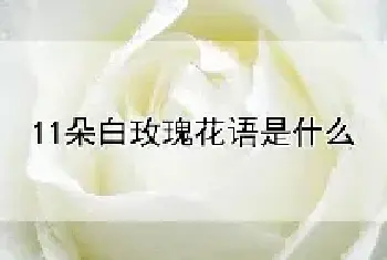 11朵白玫瑰花语是什么