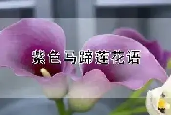 紫色马蹄莲花语