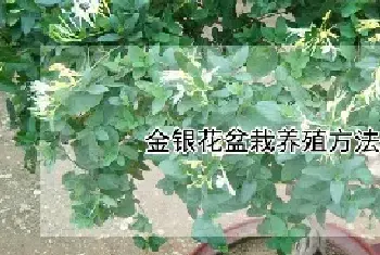 金银花盆栽养殖方法和注意事项