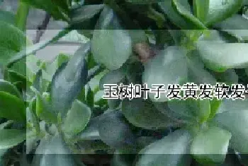 玉树叶子发黄发软发干怎么回事