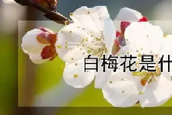 白梅花是什么花