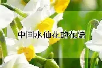 中国水仙花的花语