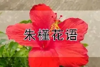 朱槿花语