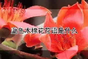 蓝色木棉花花语是什么