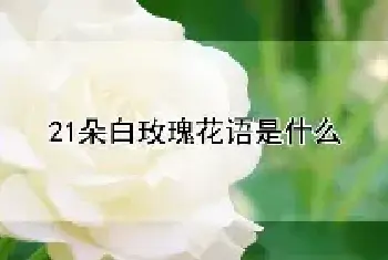 21朵白玫瑰花语是什么