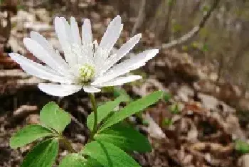 多被银莲花的花语是什么？