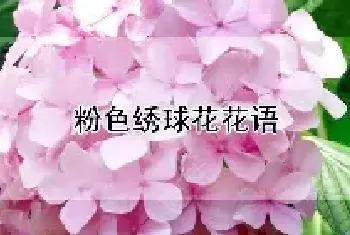 粉色绣球花花语