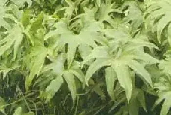 分生繁殖的绿植有哪些?掌裂花烛(天南星科花烛属)趾叶花烛