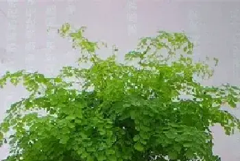 铁线蕨的花语是什么？