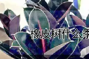 橡皮树什么季节打顶