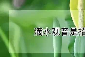 滴水观音是招财树吗