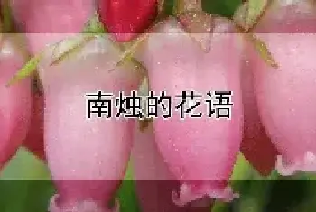 南烛的花语