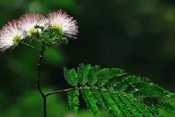 关于合欢花的花语和故事传说