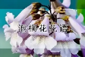 泡桐花花语