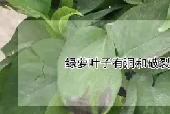 绿萝叶子有洞和破裂是什么原因