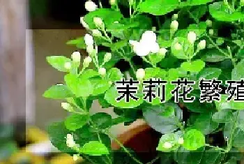 茉莉花繁殖方法