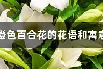 橙色百合花的花语和寓意