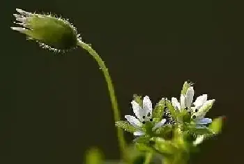 4月15日繁缕花生日花语有哪些？