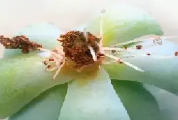 盆栽育苗 | 多肉植物怎么砍头？多肉植物砍头繁殖教程