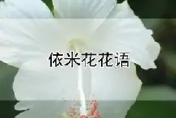 依米花花语