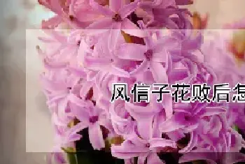 风信子花败后怎样土培