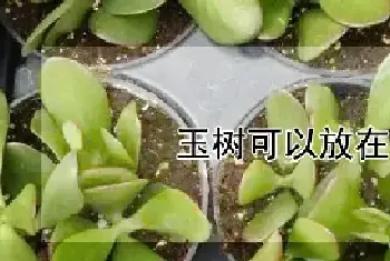 玉树可以放在客厅吗