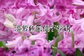 淡紫色风信子花语