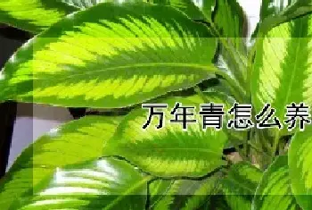 万年青怎么养才茂盛