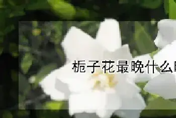 栀子花最晚什么时候修剪