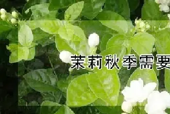 茉莉秋季需要修剪吗