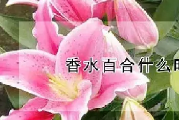 香水百合什么时候开花