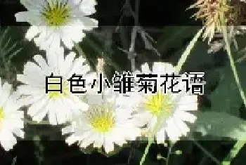 白色小雏菊花语