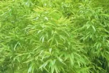 分生繁殖的绿植有哪些?毛竹(禾本科刚竹属)楠竹、孟宗竹