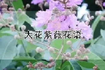 大花紫薇花语