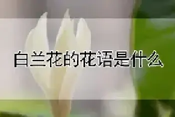 白兰花的花语是什么