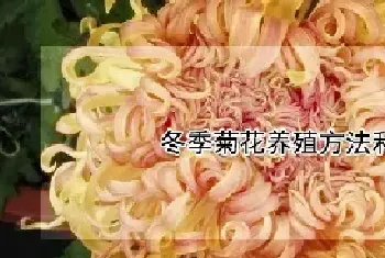 冬季菊花养殖方法和注意事项