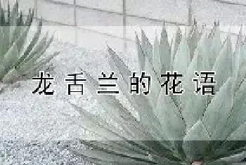 龙舌兰的花语