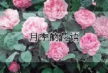 月季的花语