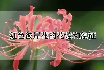 红色彼岸花的花语和象征