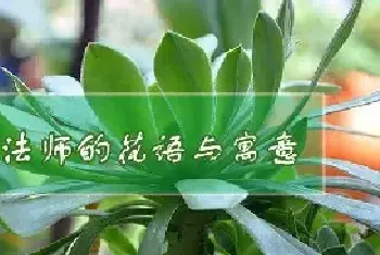 绿法师花语与寓意