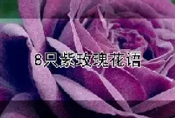 8只紫玫瑰花语