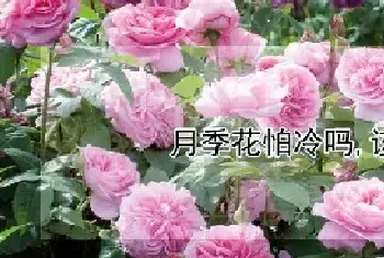 月季花怕冷吗,该怎么办