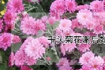 千头菊花谢后如何处理