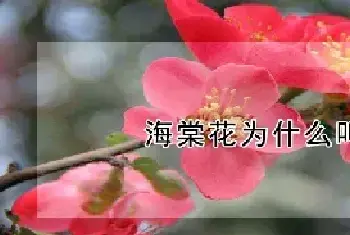 海棠花为什么叫断肠花