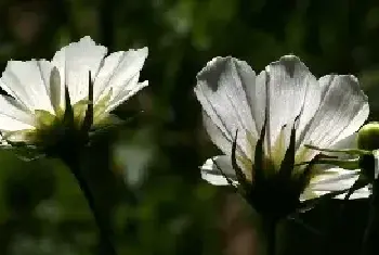 白色格桑花的花语