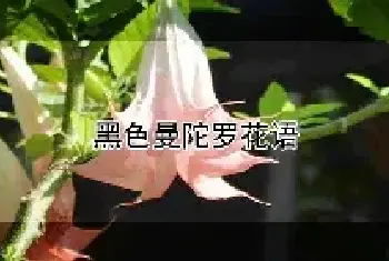 黑色曼陀罗花语