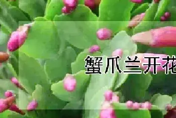 蟹爪兰开花前兆