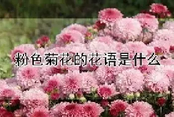 粉色菊花的花语是什么